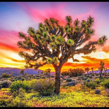 Desert Dusk 约书亚树 外观 照片