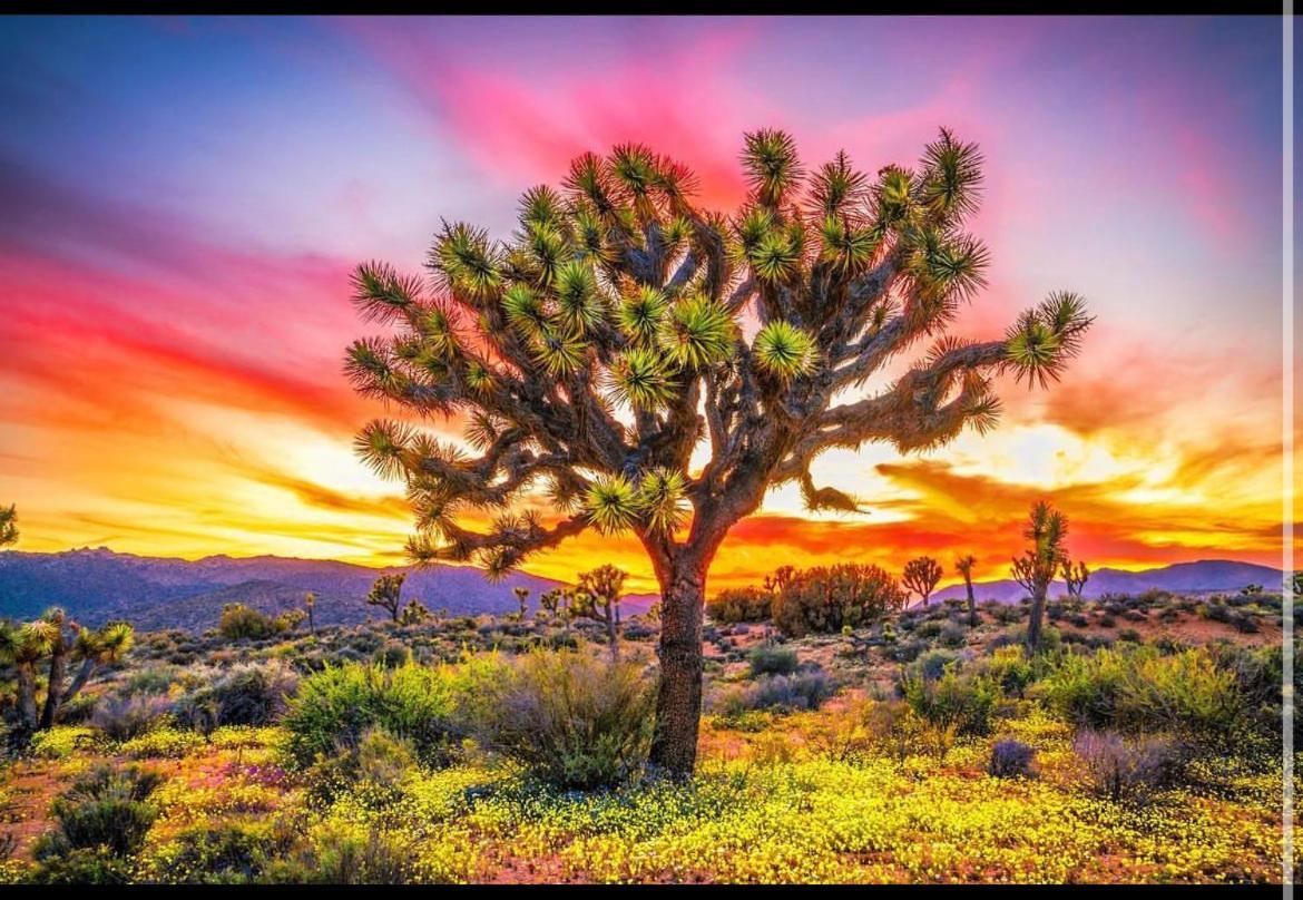 Desert Dusk 约书亚树 外观 照片